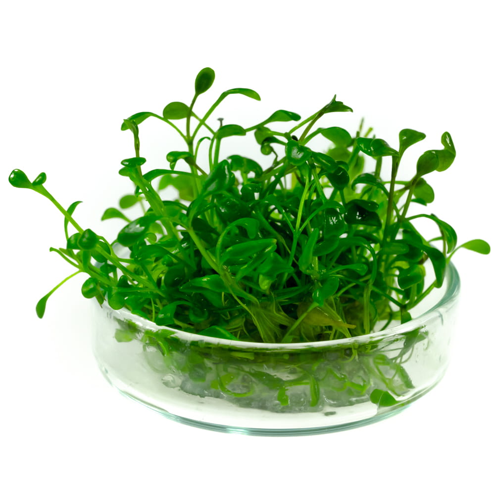 GLOSSOSTIGMA ELATINOIDES porcja 2x2cm